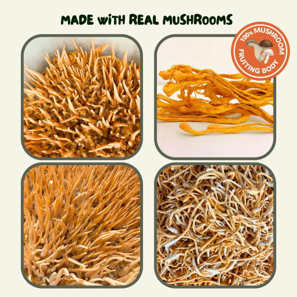 Cordyceps Extract - Image 10