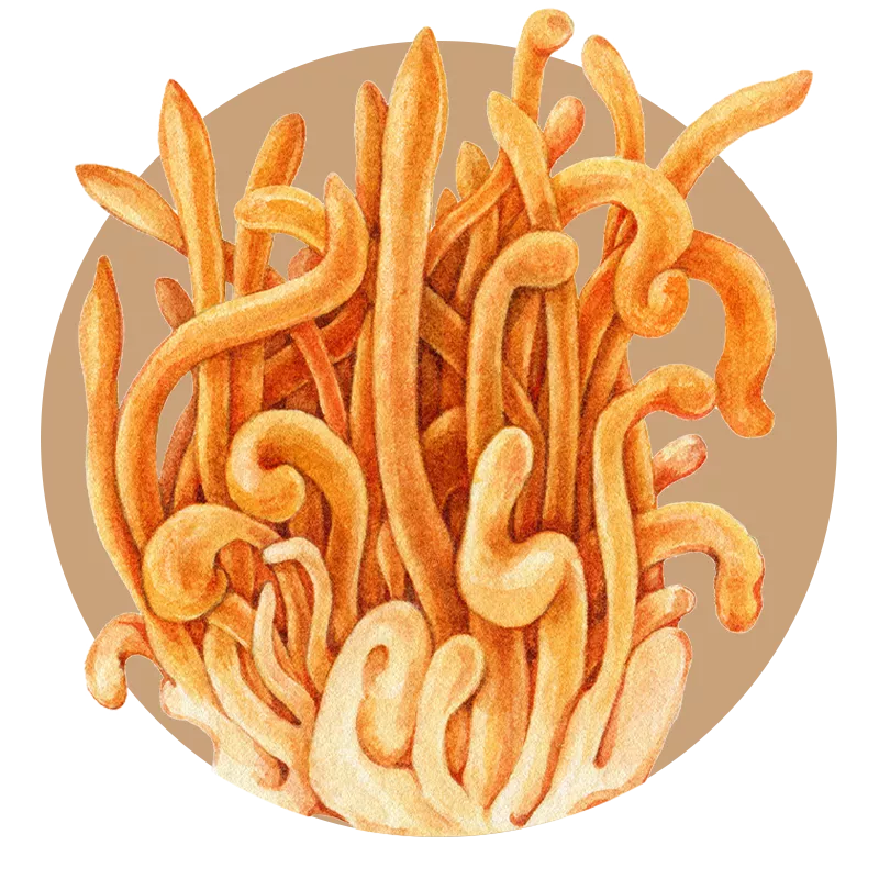 Cordyceps mushroom extract powder — Cordyceps militaris bulk B2B ingredient, certified-organic supplier