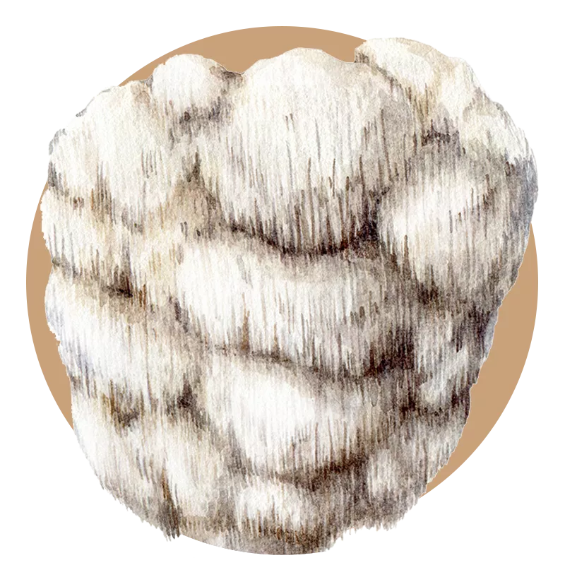 Lion's Mane mushroom extract powder — Hericium erinaceus bulk B2B ingredient, USDA Organic GMP certified