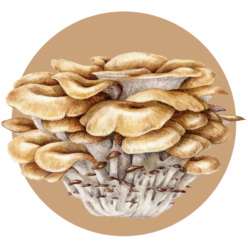Maitake mushroom extract powder — Grifola frondosa bulk B2B ingredient, certified-organic supplier
