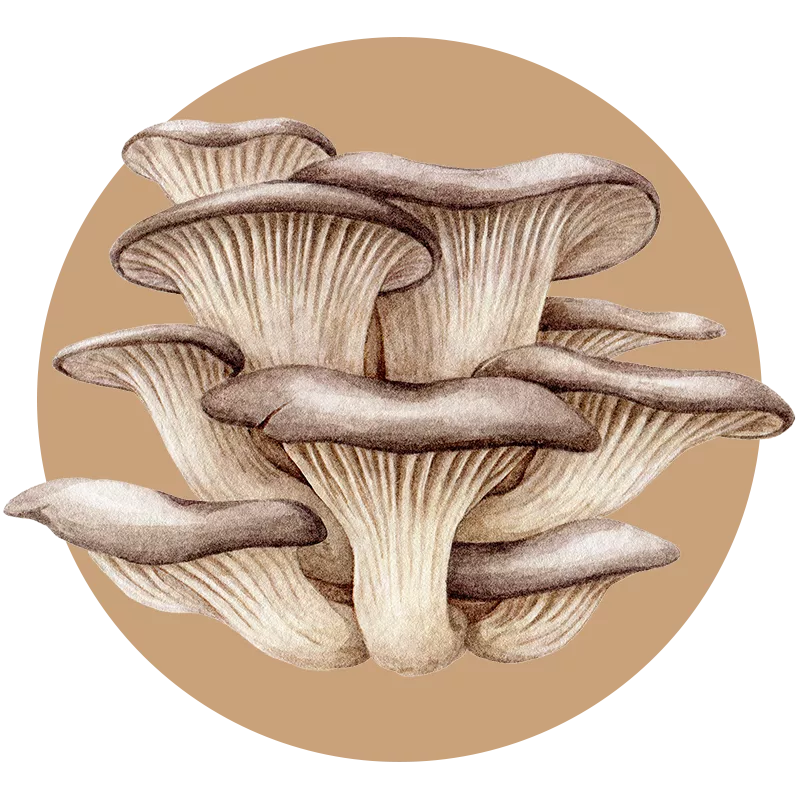 Oyster mushroom extract powder — Pleurotus ostreatus bulk B2B ingredient, certified-organic supplier