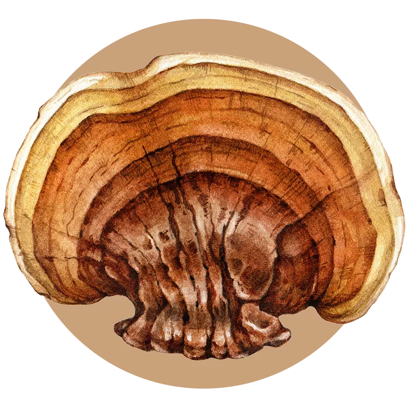 Reishi mushroom extract powder — Ganoderma lucidum bulk B2B ingredient, USDA Organic GMP certified