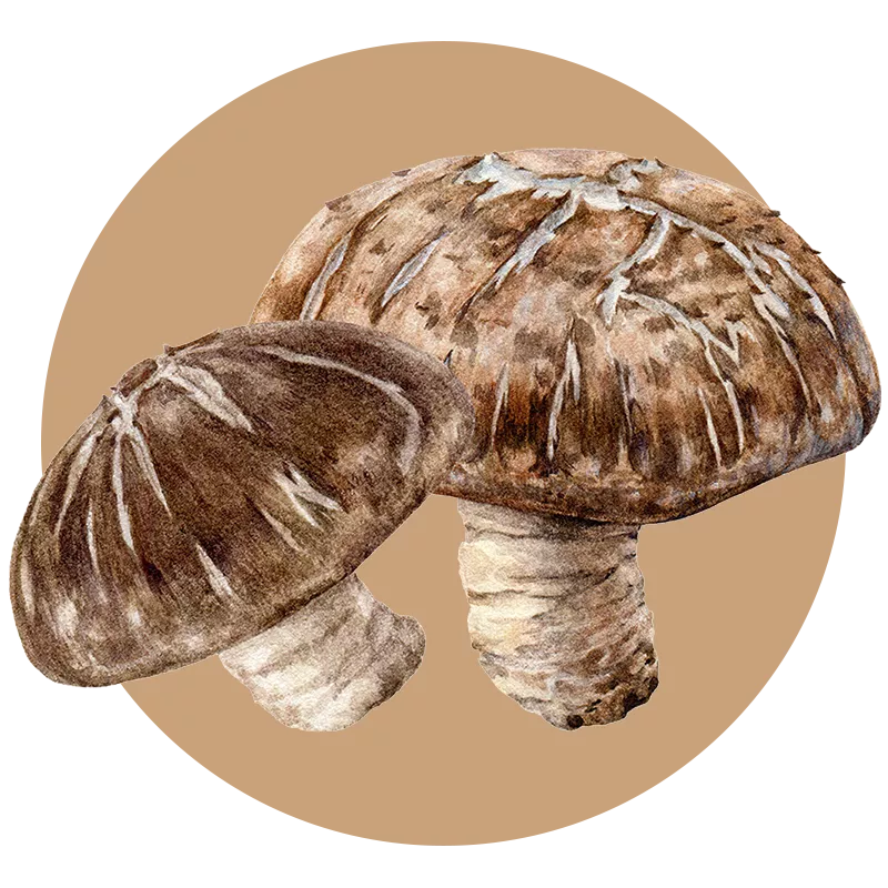 Shiitake mushroom extract powder — Lentinula edodes bulk B2B ingredient, USDA Organic GMP certified