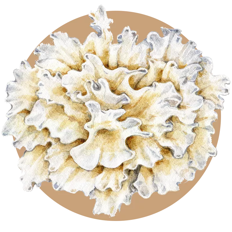 Tremella mushroom extract powder — Tremella fuciformis bulk B2B ingredient for supplement formulations