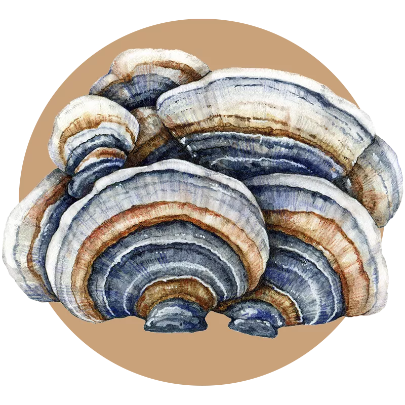 Turkey Tail mushroom extract powder — Trametes versicolor bulk B2B ingredient, certified-organic