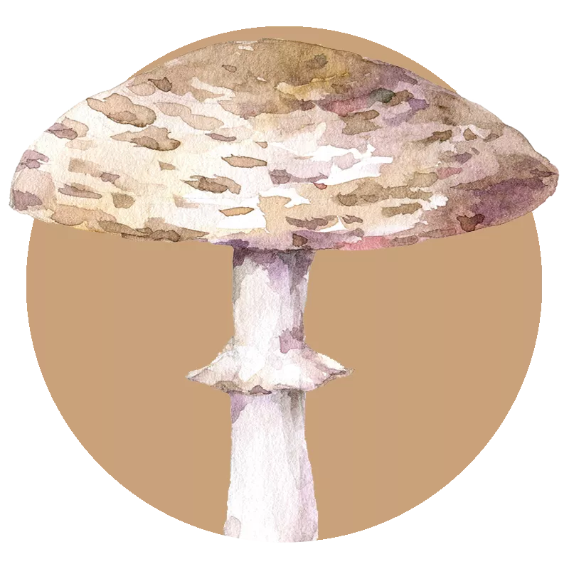 Agaricus mushroom extract powder — Agaricus blazei bulk B2B ingredient, certified-organic supplier