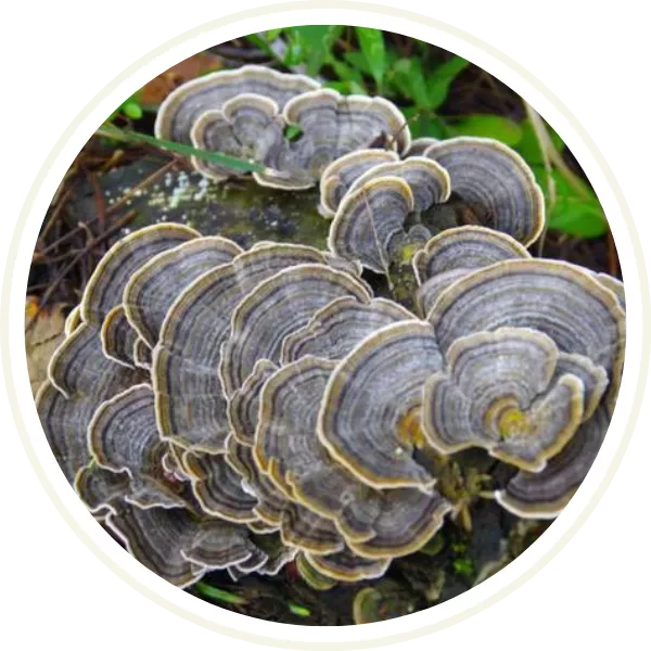 Turkey Tail mushroom fruiting body - organic cultivation