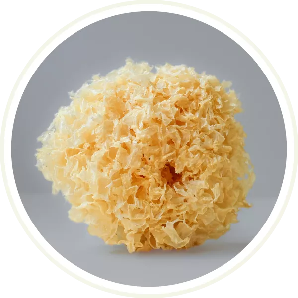 Tremella mushroom fruiting body - organic cultivation