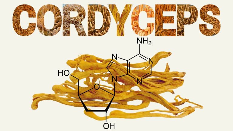 Cordyceps