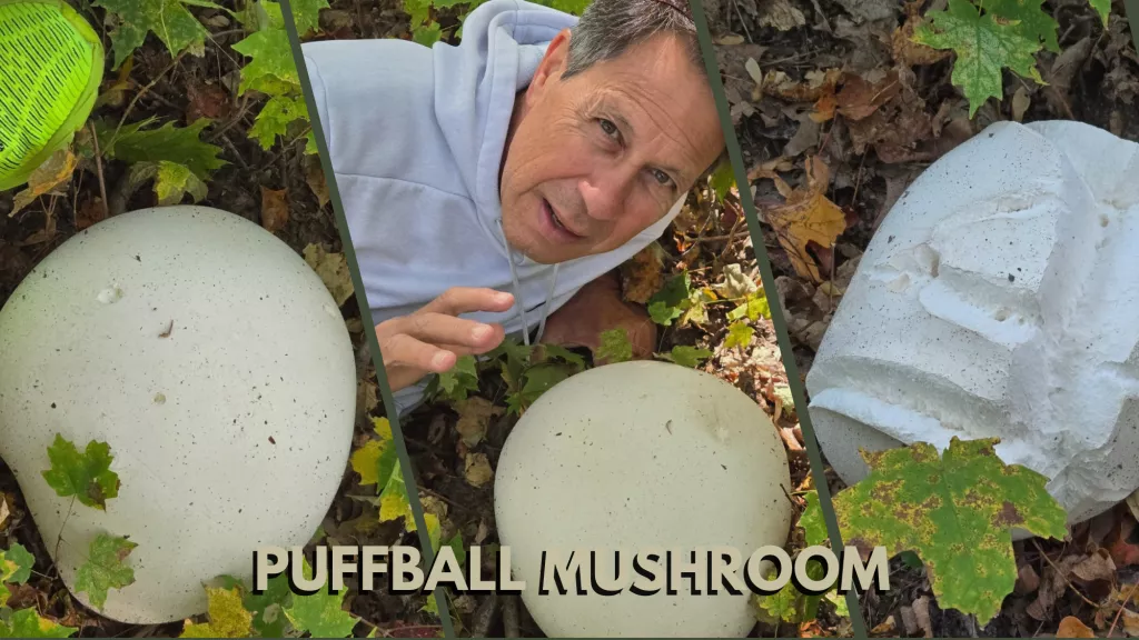 Puffball Mushroom