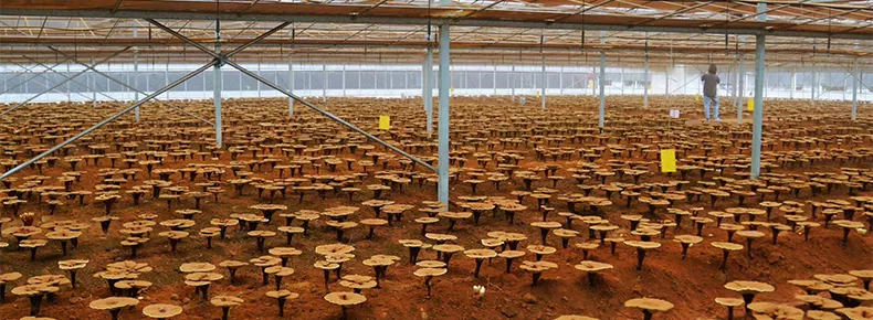 Mushroom Plenty B2B functional mushroom ingredient — 3