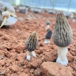 Mushroom Plenty cultivation operations at the QingYuan, China production facility