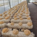 Mushroom Plenty cultivation operations at the QingYuan, China production facility