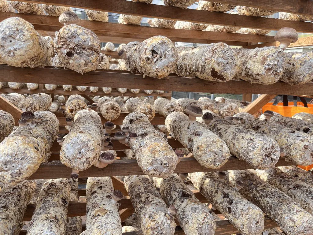Mushroom Plenty cultivation operations at the QingYuan, China production facility