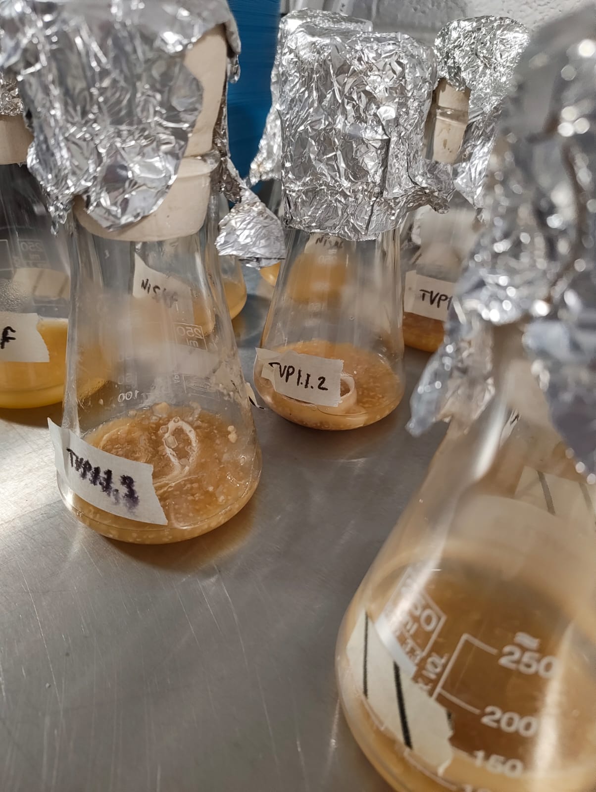 Strain screening flasks labeled with strain codes at Solid Fermentation Innovation lab