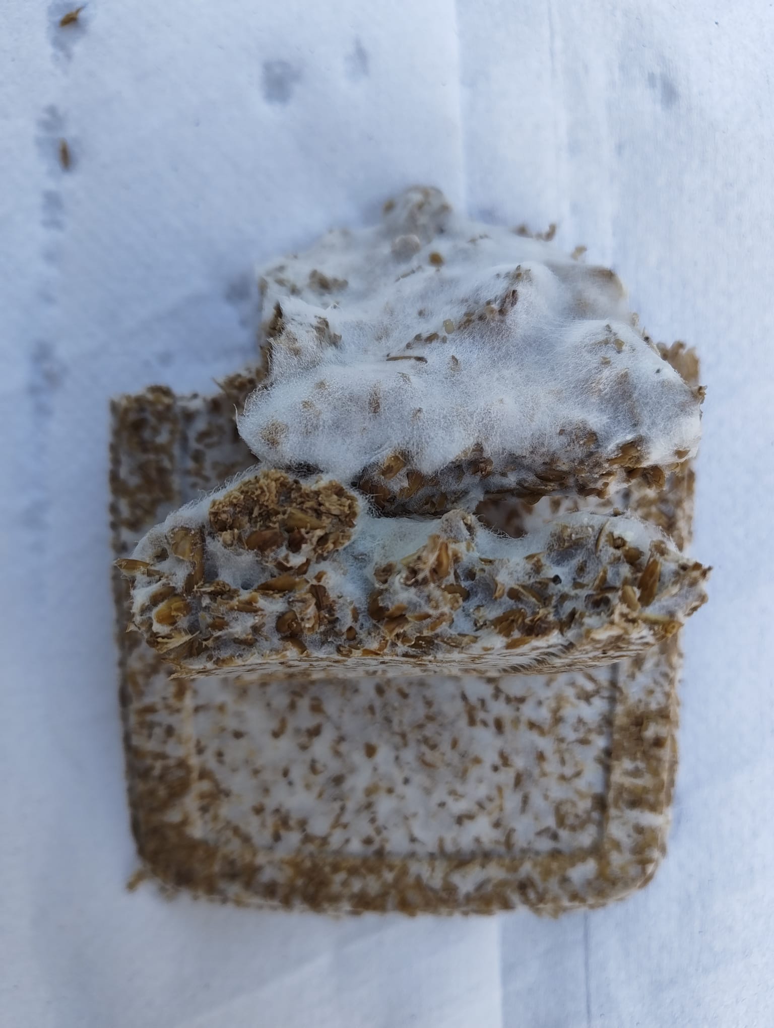 Solid-state fermentation substrate block with mycelium growth