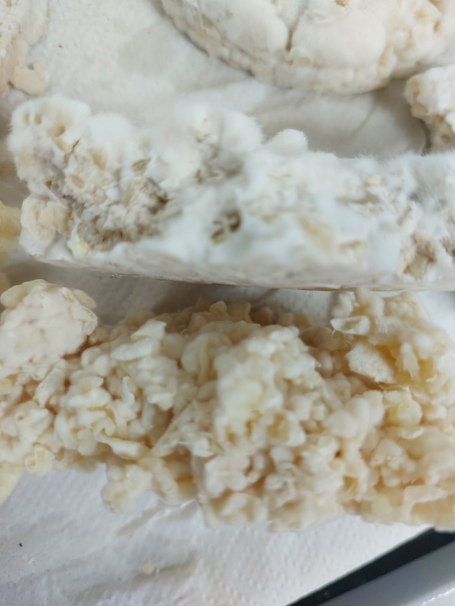 Harvested mycelium biomass ready for downstream processing